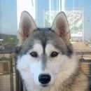 Подробнее об объявлении «Пропала собака хаски девочка 2 года Санкт-Петербург» Фото: пропала собака Сибирская хаски «Пропала собака хаски девочка 2 года...» в г. Санкт-Петербург