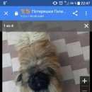 Подробнее об объявлении «Пропала собака кобель Геленджик» Фото: пропала собака Пекинес «Пропала собака кобель Геленджик» в г. Геленджик