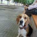 Подробнее об объявлении «Азов Пропала собака кобель» Фото: пропала собака Бигль «Азов Пропала собака кобель» в г. Азов