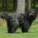 Подробнее об объявлении «Пропала собака кобель пес с длинной чёрной лохматой шерстью Улан-Удэ» Фото: пропала собака  «Пропала собака кобель пес с длинной чёрной...» в г. Улан-Удэ