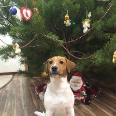 Подробнее об объявлении «Анапа Пропала собака кобель вознаграждение гарантируем» Фото: пропала собака Джек рассел терьер «Анапа Пропала собака кобель вознаграждение...» в г. Анапа