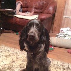 Подробнее об объявлении «Ижевск Пропала собака кобель 14.11 спаниель кобель джим» Фото: пропала собака Русский охотничий спаниель «Ижевск Пропала собака кобель 14.11 спаниель...» в г. Ижевск