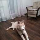 Подробнее об объявлении «Пропала собака кобель хаски. цвет палевый. Новосибирск» Фото: пропала собака Сибирская хаски «Пропала собака кобель хаски. цвет палевый....» в г. Новосибирск