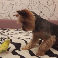 Подробнее об объявлении «Пропала собака кобель йорк Нижний Новгород» Фото: пропала собака Йоркширский терьер «Пропала собака кобель йорк Нижний Новгород» в г. Нижний Новгород