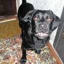 Подробнее об объявлении «Пыть-Ях Пропала собака кобель член семьи лабрадор-метис» Фото: пропала собака  «Пыть-Ях Пропала собака кобель член семьи...» в г. Пыть-Ях