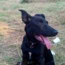 Подробнее об объявлении «Красково Пропала собака кобель» Фото: пропала собака  «Красково Пропала собака кобель» в г. Красково