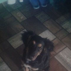 Подробнее об объявлении «Пропала собака Нижний Новгород» Фото: пропала собака  «Пропала собака Нижний Новгород» в г. Нижний Новгород