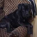 Подробнее об объявлении «Пропала собака кобель спб сбежал кобель кане корсо Санкт-Петербург» Фото: пропала собака Кане-корсо «Пропала собака кобель спб сбежал кобель кане...» в г. Санкт-Петербург