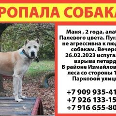 Подробнее об объявлении «Москва Пропала собака алабай, девочка.» Фото: пропала собака Среднеазиатская овчарка «Москва Пропала собака алабай, девочка.» в г. Москва
