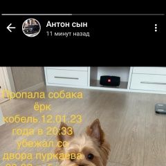 Подробнее об объявлении «Пропала собака кобель йорк Южно-Сахалинск» Фото: пропала собака Йоркширский терьер «Пропала собака кобель йорк Южно-Сахалинск» в г. Южно-Сахалинск