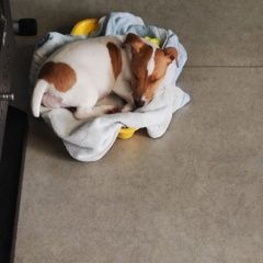 Подробнее об объявлении «Сочи Пропала собака» Фото: пропала собака Джек рассел терьер «Сочи Пропала собака» в г. Сочи