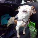 Подробнее об объявлении «Михайловск Пропала собака джек рассел терьер» Фото: пропала собака Джек рассел терьер «Михайловск Пропала собака джек рассел терьер» в г. Михайловск