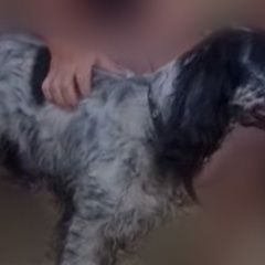 Подробнее об объявлении «Пропала собака кобель Уфа» Фото: пропала собака Русский охотничий спаниель «Пропала собака кобель Уфа» в г. Уфа