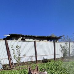 Подробнее об объявлении «Орск Пропала собака» Фото: пропала собака Западно-сибирская лайка «Орск Пропала собака» в г. Орск