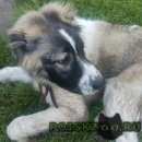 Подробнее об объявлении «Пропала собака кобель Нижний Новгород» Фото: пропала собака Кавказская овчарка «Пропала собака кобель Нижний Новгород» в г. Нижний Новгород