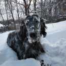 Подробнее об объявлении «Горелки Пропала собака кобель английский сеттер» Фото: пропала собака Английский сеттер «Горелки Пропала собака кобель английский сеттер» в г. Горелки