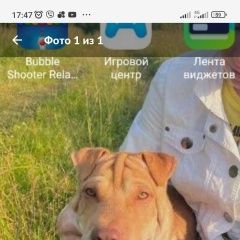 Подробнее об объявлении «Балахна Пропала собака кобель» Фото: пропала собака  «Балахна Пропала собака кобель» в г. Балахна