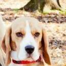 Подробнее об объявлении «Пропала собака Симферополь» Фото: пропала собака Бигль «Пропала собака Симферополь» в г. Симферополь