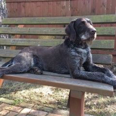 Подробнее об объявлении «Данилов Пропала собака кобель дратхаар» Фото: пропала собака Дратхаар «Данилов Пропала собака кобель дратхаар» в г. Данилов