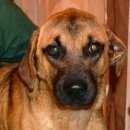 Подробнее об объявлении «Воронеж Пропала собака 3марта в сомово убежала со двора собака» Фото: пропала собака  «Воронеж Пропала собака 3марта в сомово убежала...» в г. Воронеж