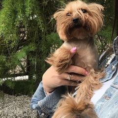 Подробнее об объявлении «Краснодар Пропала собака йорк зовут юна» Фото: пропала собака Йоркширский терьер «Краснодар Пропала собака йорк зовут юна» в г. Краснодар
