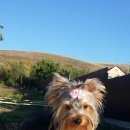 Подробнее об объявлении «Пропала собака Симферополь» Фото: пропала собака Йоркширский терьер «Пропала собака Симферополь» в г. Симферополь