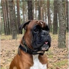 Подробнее об объявлении «Пропала собака кобель не теряем надежды найти Калуга» Фото: пропала собака Боксер «Пропала собака кобель не теряем надежды найти...» в г. Калуга