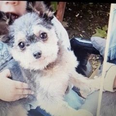 Подробнее об объявлении «Пропала собака помогите найти Калуга» Фото: пропала собака  «Пропала собака помогите найти Калуга» в г. Калуга