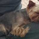 Подробнее об объявлении «Анапа Пропала собака кобель» Фото: пропала собака Йоркширский терьер «Анапа Пропала собака кобель» в г. Анапа