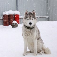 Подробнее об объявлении «Пропала собака прошу помощи Ломоносов» Фото: пропала собака Сибирская хаски «Пропала собака прошу помощи Ломоносов» в г. Ломоносов