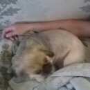 Подробнее об объявлении «Пропала собака Новосибирск» Фото: пропала собака Пекинес «Пропала собака Новосибирск» в г. Новосибирск
