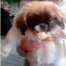 Подробнее об объявлении «Пропала собака Ангарск» Фото: пропала собака Пекинес «Пропала собака Ангарск» в г. Ангарск