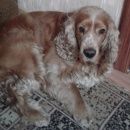Подробнее об объявлении «Астрахань Пропала собака кобель помогите найти друга и члена семьи» Фото: пропала собака Английский кокер-спаниель «Астрахань Пропала собака кобель помогите найти...» в г. Астрахань