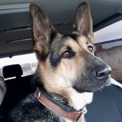 Подробнее об объявлении «Пропала собака Домодедово» Фото: пропала собака Восточно-европейская овчарка «Пропала собака Домодедово» в г. Домодедово