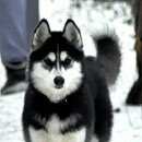 Подробнее об объявлении «Пропала собака хаска девочка Нижний Новгород» Фото: пропала собака  «Пропала собака хаска девочка Нижний Новгород» в г. Нижний Новгород