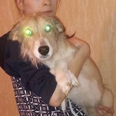 Подробнее об объявлении «Липецк Пропала собака кобель пёсик бимка.» Фото: пропала собака  «Липецк Пропала собака кобель пёсик бимка.» в г. Липецк