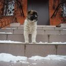 Подробнее об объявлении «Йошкар-Ола Пропала собака щенок, девочка» Фото: пропала собака Среднеазиатская овчарка «Йошкар-Ола Пропала собака щенок, девочка» в г. Йошкар-Ола