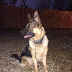 Подробнее об объявлении «Подольск Пропала собака кобель» Фото: пропала собака Немецкая овчарка «Подольск Пропала собака кобель» в г. Подольск