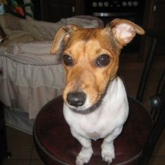 Подробнее об объявлении «Пропала собака Санкт-Петербург» Фото: пропала собака Джек рассел терьер «Пропала собака Санкт-Петербург» в г. Санкт-Петербург