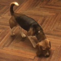 Подробнее об объявлении «Пропала собака Санкт-Петербург» Фото: пропала собака Бигль «Пропала собака Санкт-Петербург» в г. Санкт-Петербург