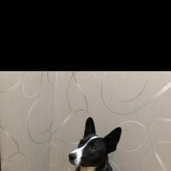 Подробнее об объявлении «Пропала собака кобель метис по кличке арчи Санкт-Петербург» Фото: пропала собака  «Пропала собака кобель метис по кличке арчи...» в г. Санкт-Петербург