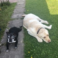 Подробнее об объявлении «Пропала собака Санкт-Петербург» Фото: пропала собака Французский бульдог «Пропала собака Санкт-Петербург» в г. Санкт-Петербург