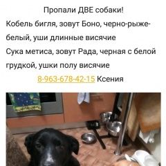 Подробнее об объявлении «Москва Пропала собака кобель две собаки» Фото: пропала собака Бигль «Москва Пропала собака кобель две собаки» в г. Москва
