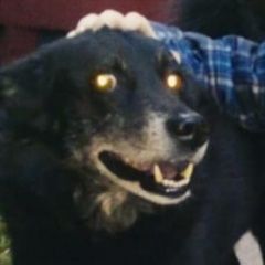 Подробнее об объявлении «Пропала собака кобель пёс Санкт-Петербург» Фото: пропала собака  «Пропала собака кобель пёс Санкт-Петербург» в г. Санкт-Петербург