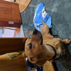 Подробнее об объявлении «Краснодар Пропала собака кобель» Фото: пропала собака Такса «Краснодар Пропала собака кобель» в г. Краснодар