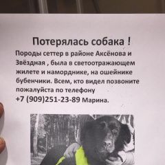 Подробнее об объявлении «Пропала собака Обнинск» Фото: пропала собака Ирландский сеттер «Пропала собака Обнинск» в г. Обнинск