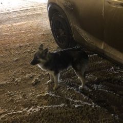 Подробнее об объявлении «Курган Пропала собака» Фото: пропала собака  «Курган Пропала собака» в г. Курган