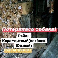 Подробнее об объявлении «Пропала собака Курган» Фото: пропала собака  «Пропала собака Курган» в г. Курган
