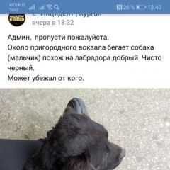 Подробнее об объявлении «Пропала собака Курган» Фото: пропала собака  «Пропала собака Курган» в г. Курган