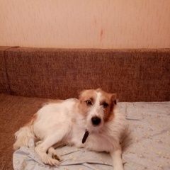 Подробнее об объявлении «Пропала собака Курган» Фото: пропала собака  «Пропала собака Курган» в г. Курган